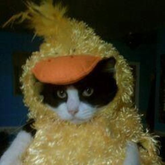 Meet your Posher, Darlene - Picture 1 of 1